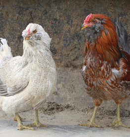 Dunlap Ameraucana Easter Egger P 4-03-25
