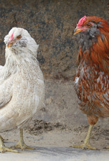 Dunlap Ameraucana Easter Egger P 6-12-25