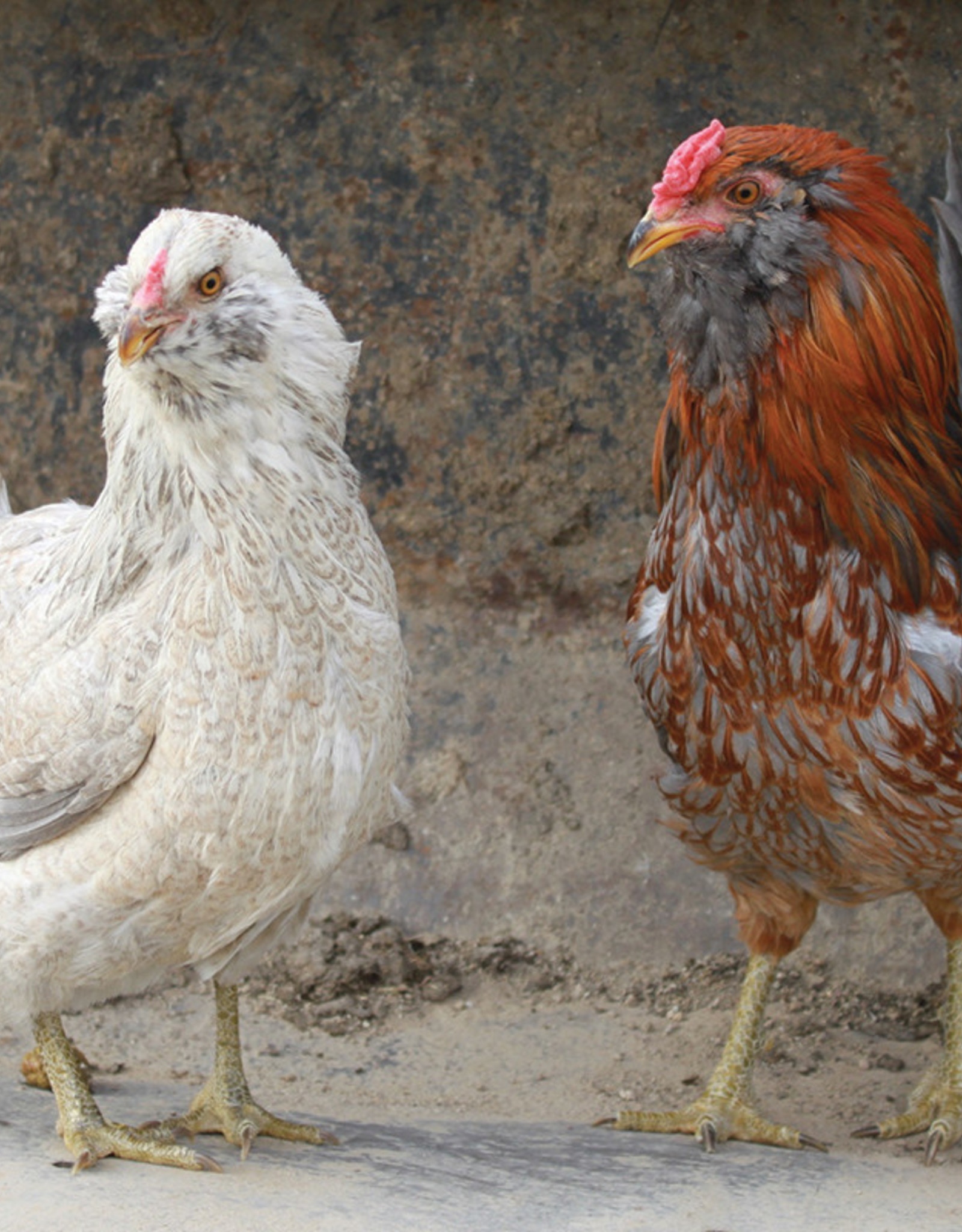 Dunlap Ameraucana Easter Egger P 6-12-25