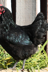 Dunlap Black Australorp P 4-03-25