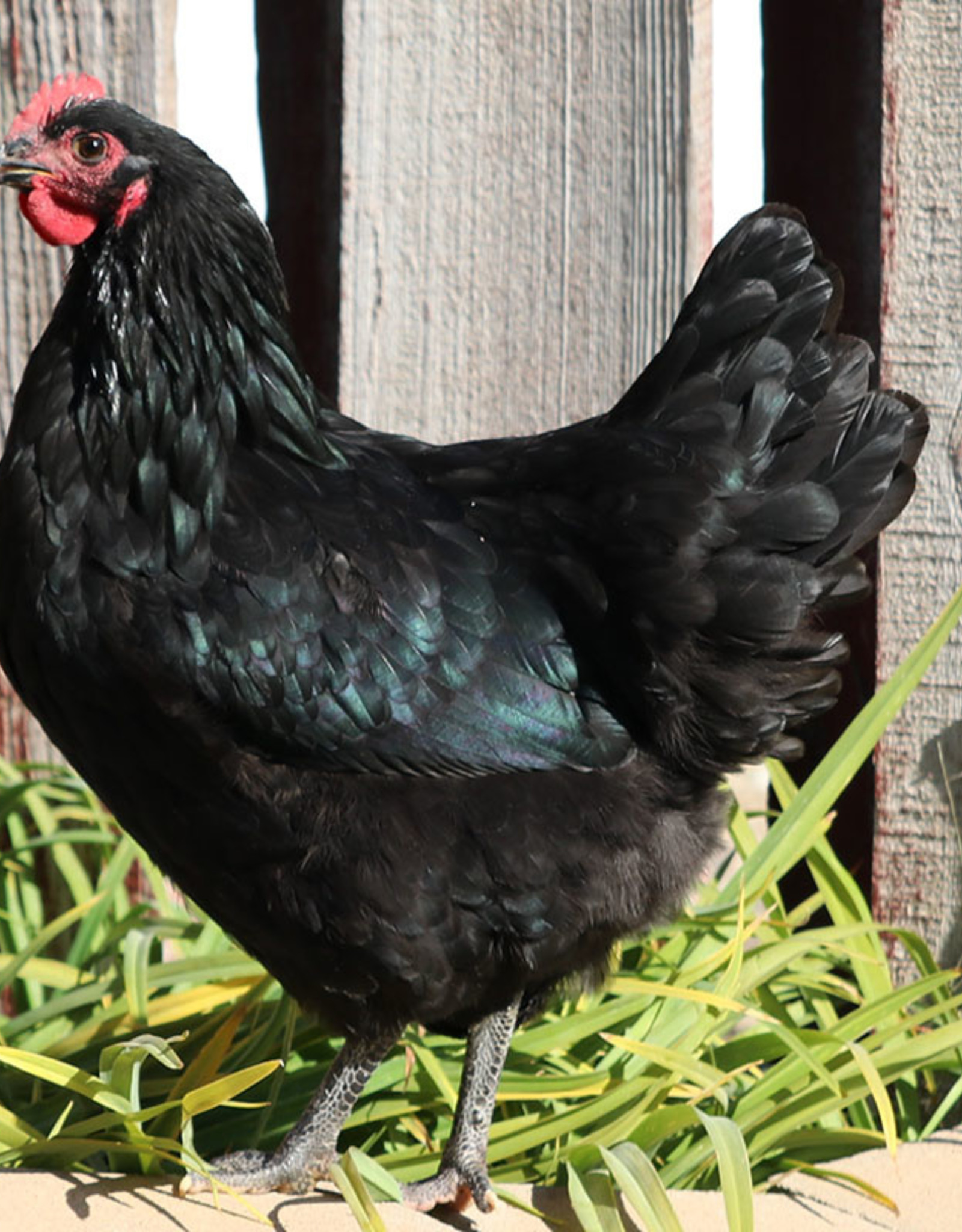 Dunlap Black Australorp P 4-03-26