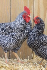 Dunlap Barred Rock P 4-03-25