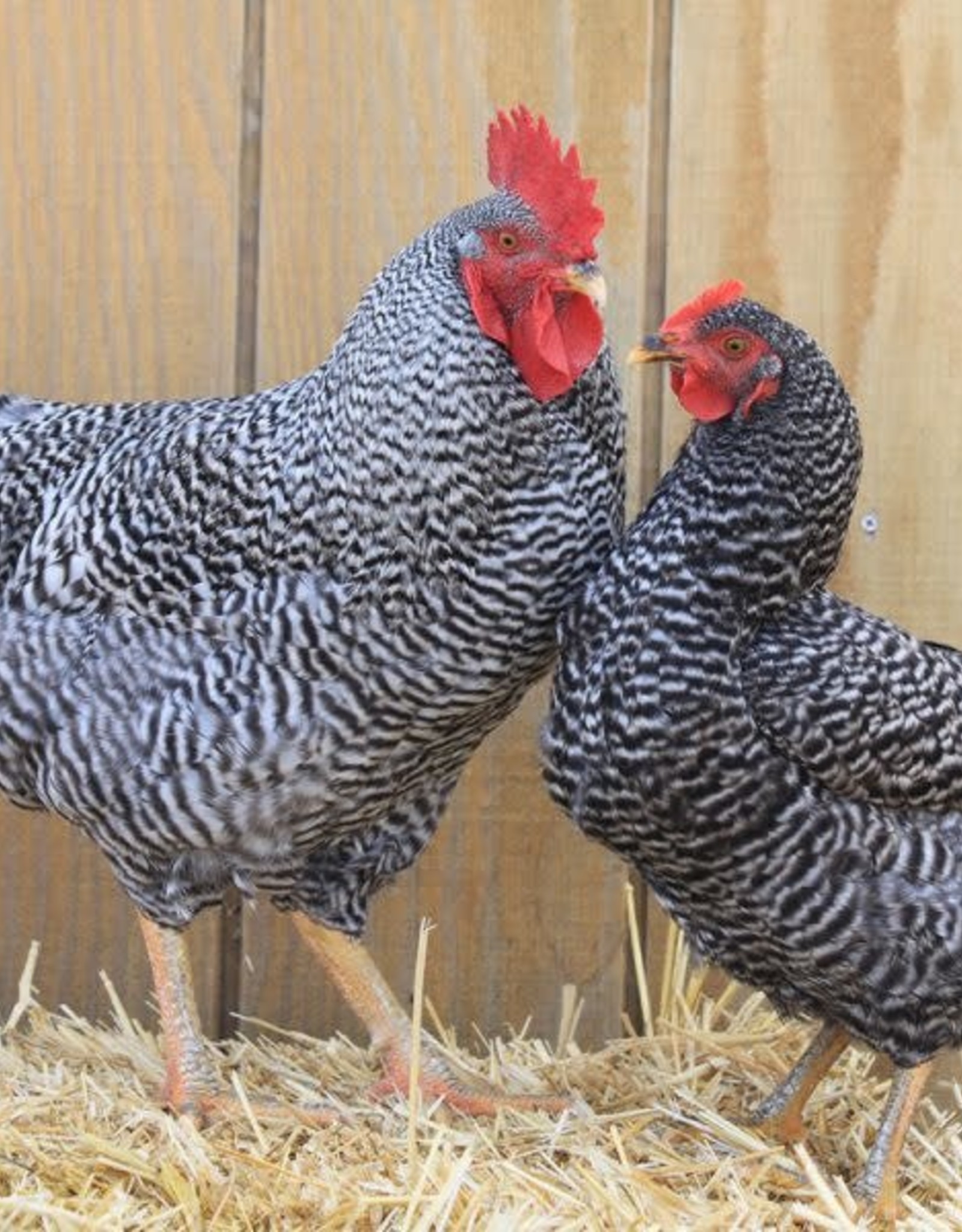 Dunlap Barred Rock P 4-03-25