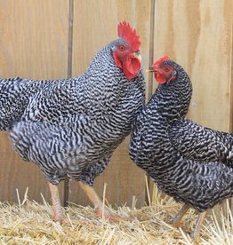 Dunlap Barred Rock P 4-03-25
