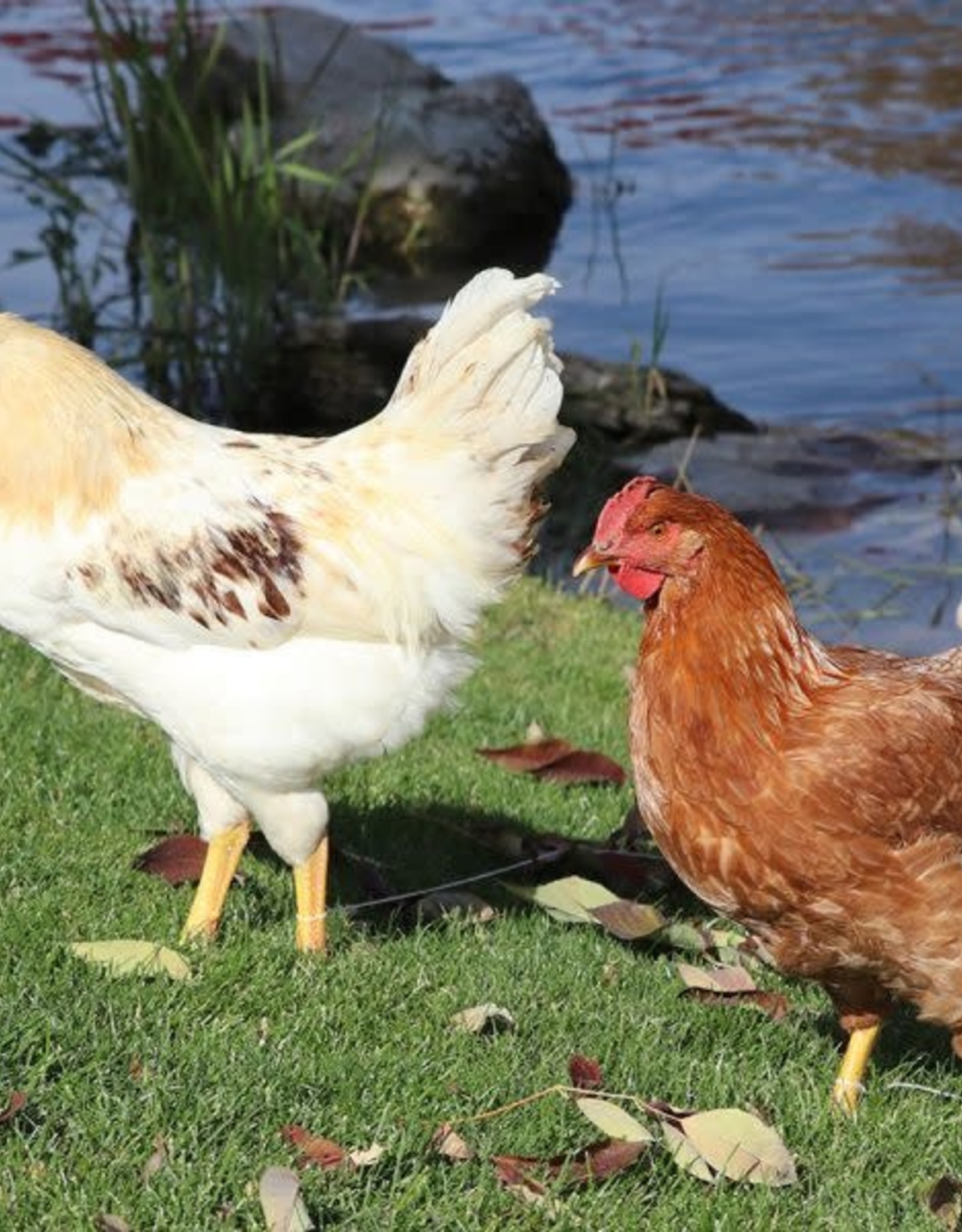 Dunlap Golden Sex Link P 4-17-26