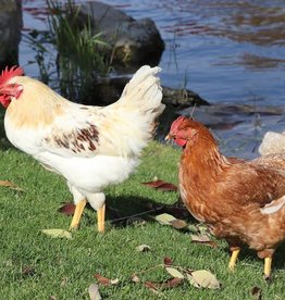 Dunlap Golden Sex Link P 4-17-26