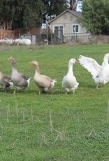 Dunlap Assorted Geese SR 4-03-26