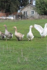 Dunlap Assorted Geese SR 4-04-24