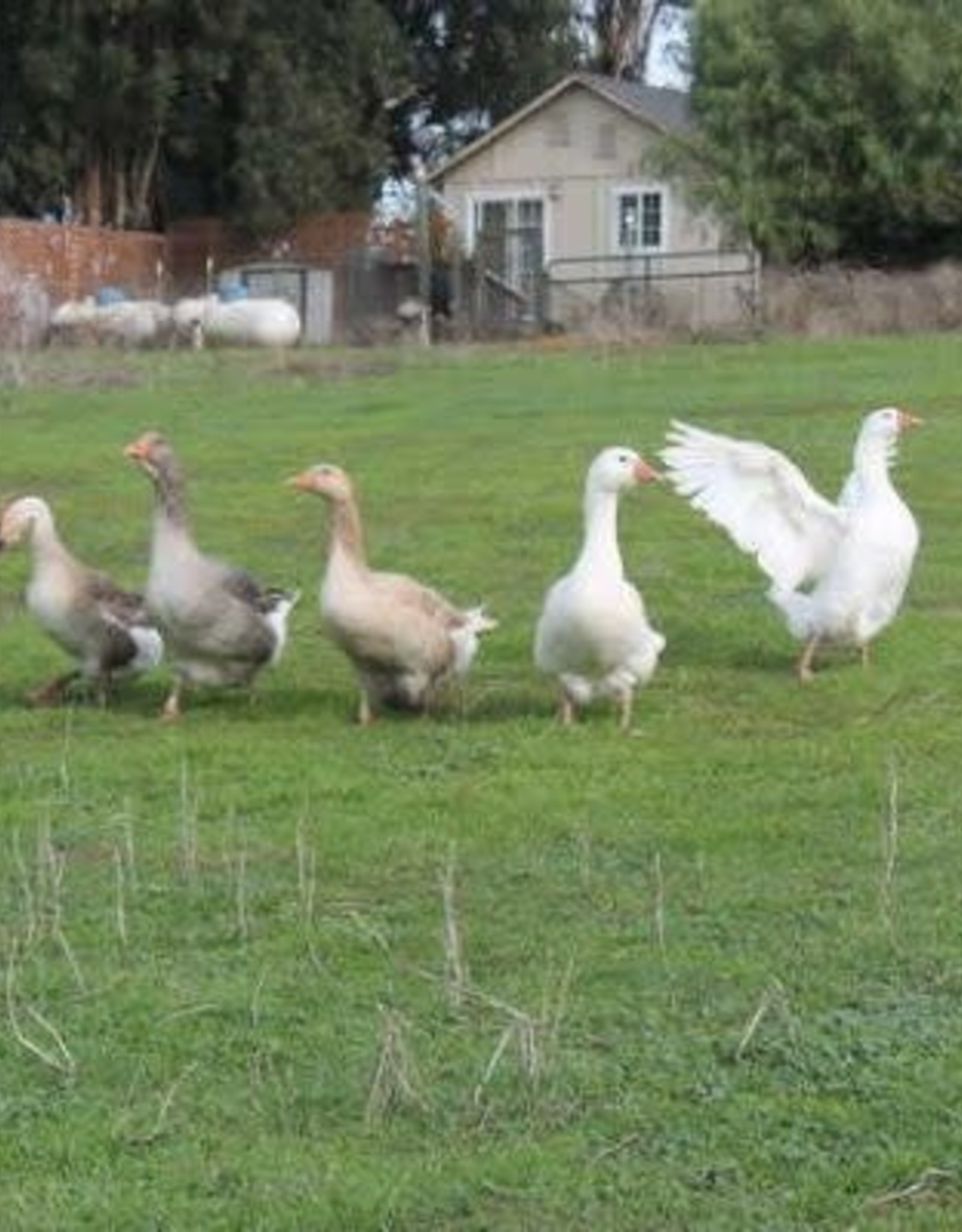 Dunlap Assorted Geese SR 4-03-26