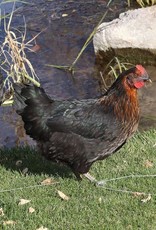 Dunlap Black sex-link P 4-03-26