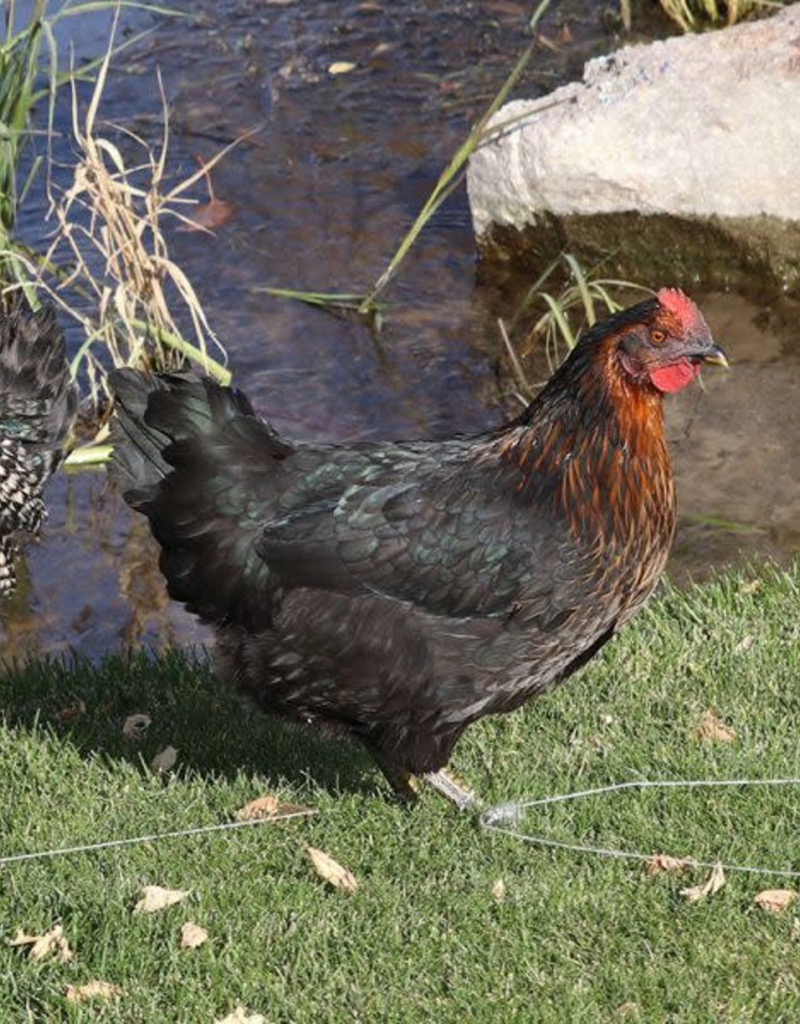 Dunlap Black sex-link P 4-03-26