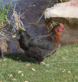 Dunlap Black sex-link P 4-03-26