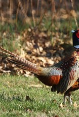 Dunlap Ringneck Pheasant SR 5-01-25