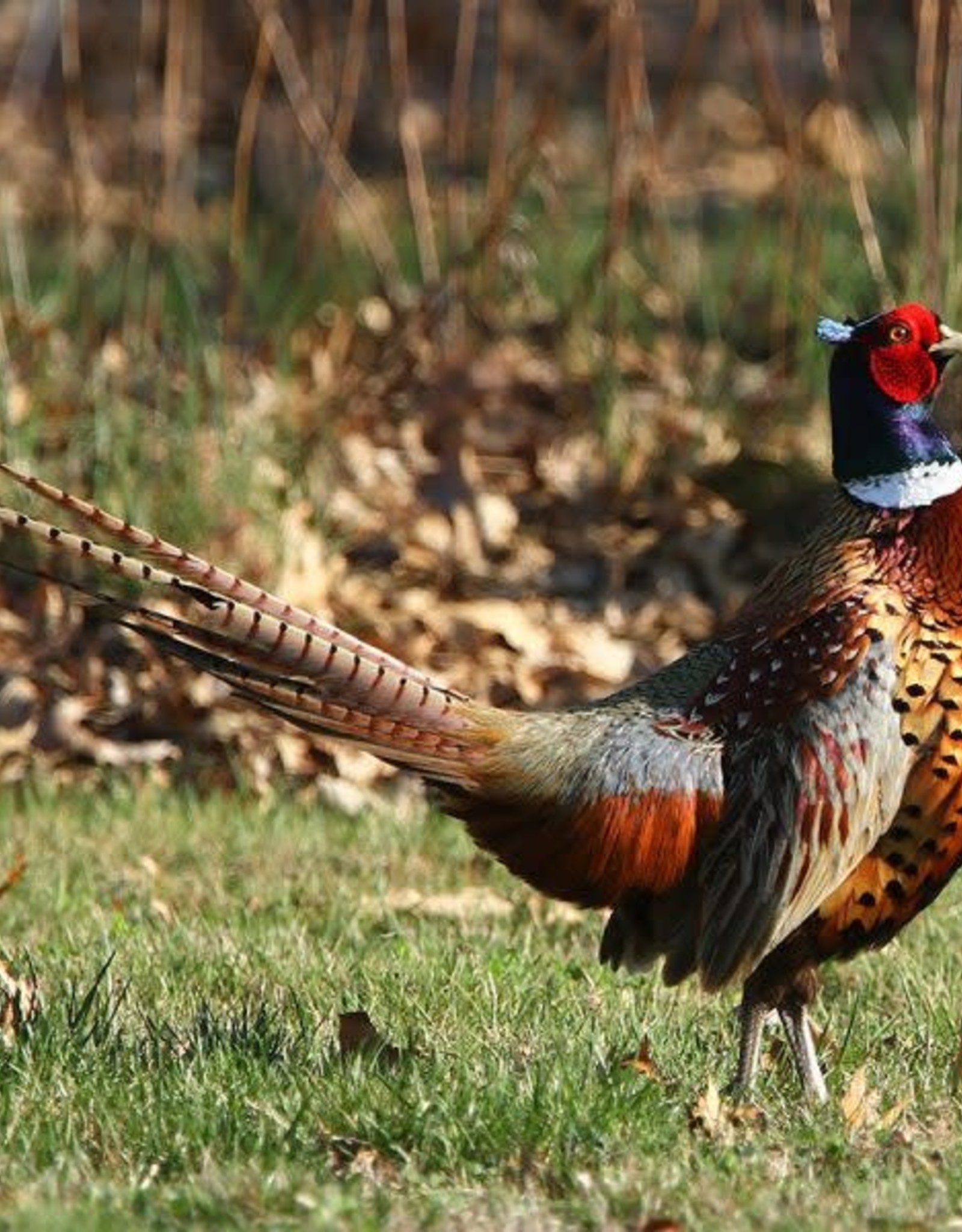 Dunlap Ringneck Pheasant SR 5-01-26