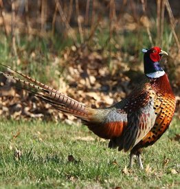 Dunlap Ringneck Pheasant SR 5-01-25