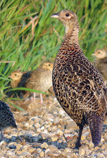 Dunlap Ringneck Pheasant SR 5-01-25