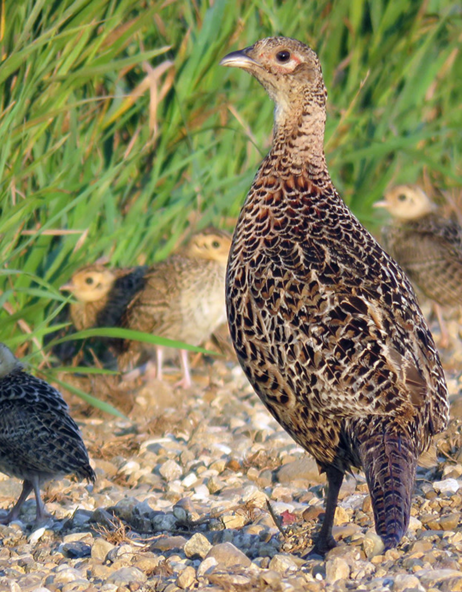 Dunlap Ringneck Pheasant SR 5-01-25