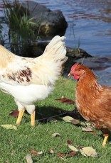 Dunlap Golden Sex-Link P 5-01-26