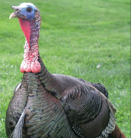 Dunlap Bronze Turkey SR 5-15-26