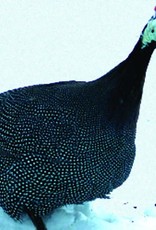 Dunlap Guinea Fowl Pearl Grey SR 05-01-26