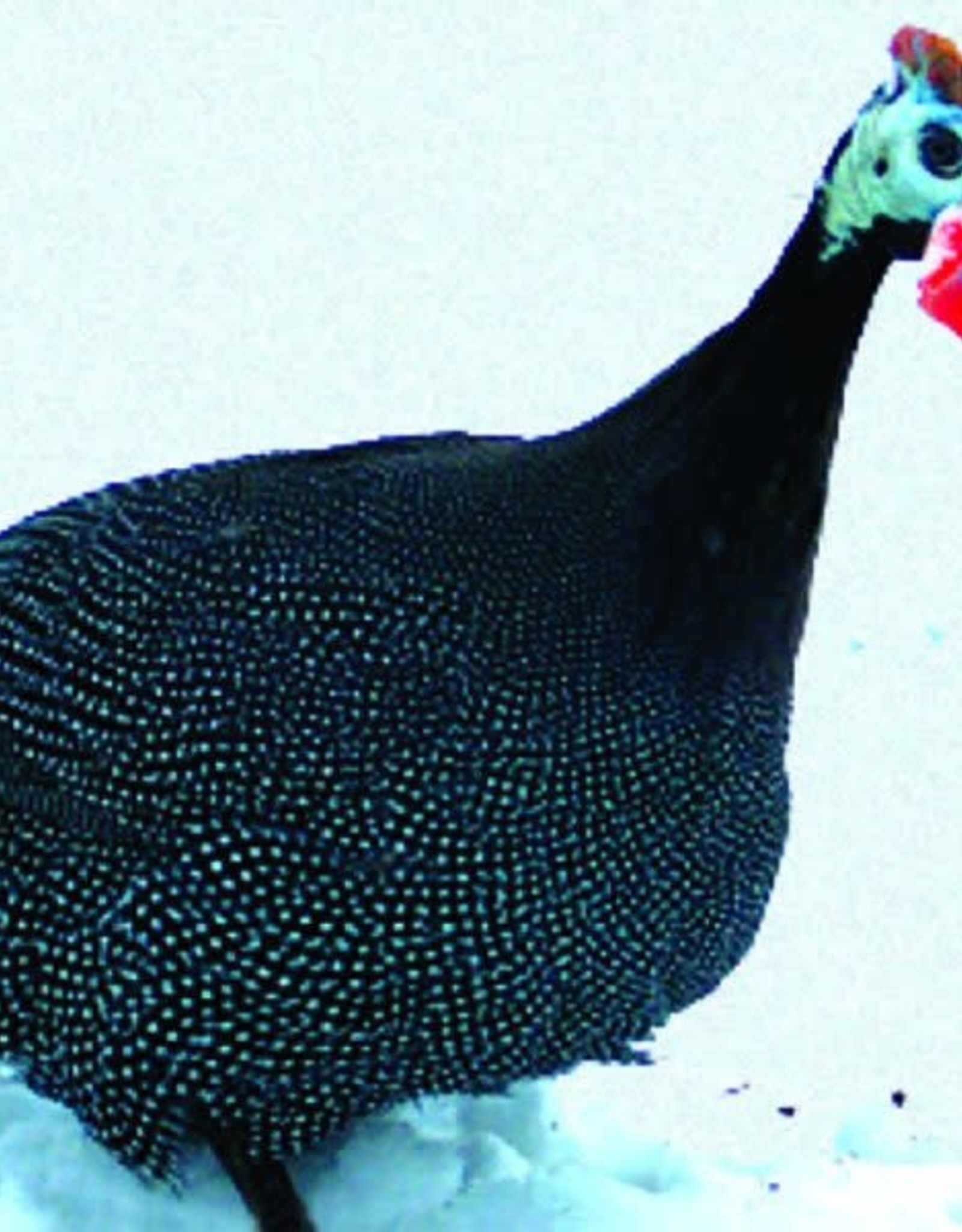 Dunlap Guinea Fowl Pearl Grey SR 05-01-26