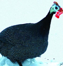 Dunlap Guinea Fowl Pearl Grey SR 05-01-26