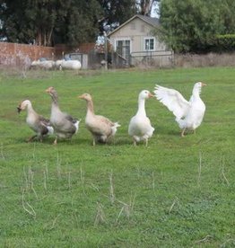 Dunlap Assorted Geese SR 5-09-24