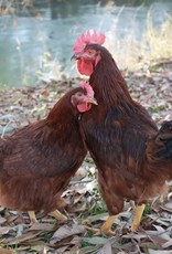 Dunlap Rhode Island Red P 5-01-25