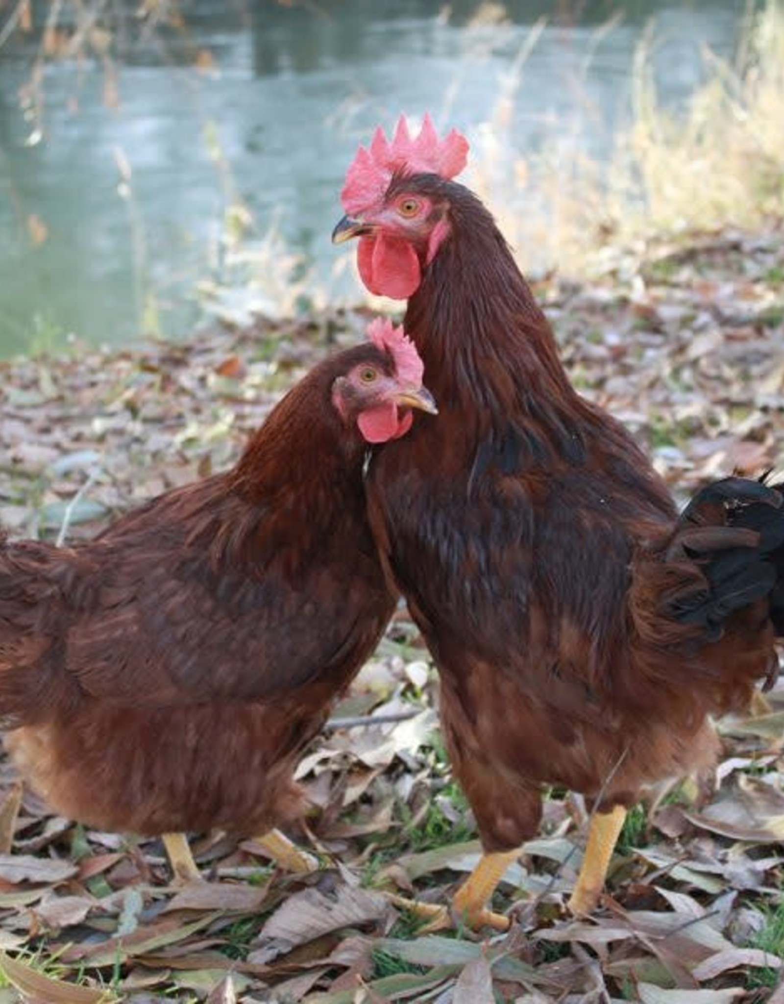 Dunlap Rhode Island Red P 5-01-25