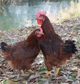 Dunlap Rhode Island Red P 5-01-25