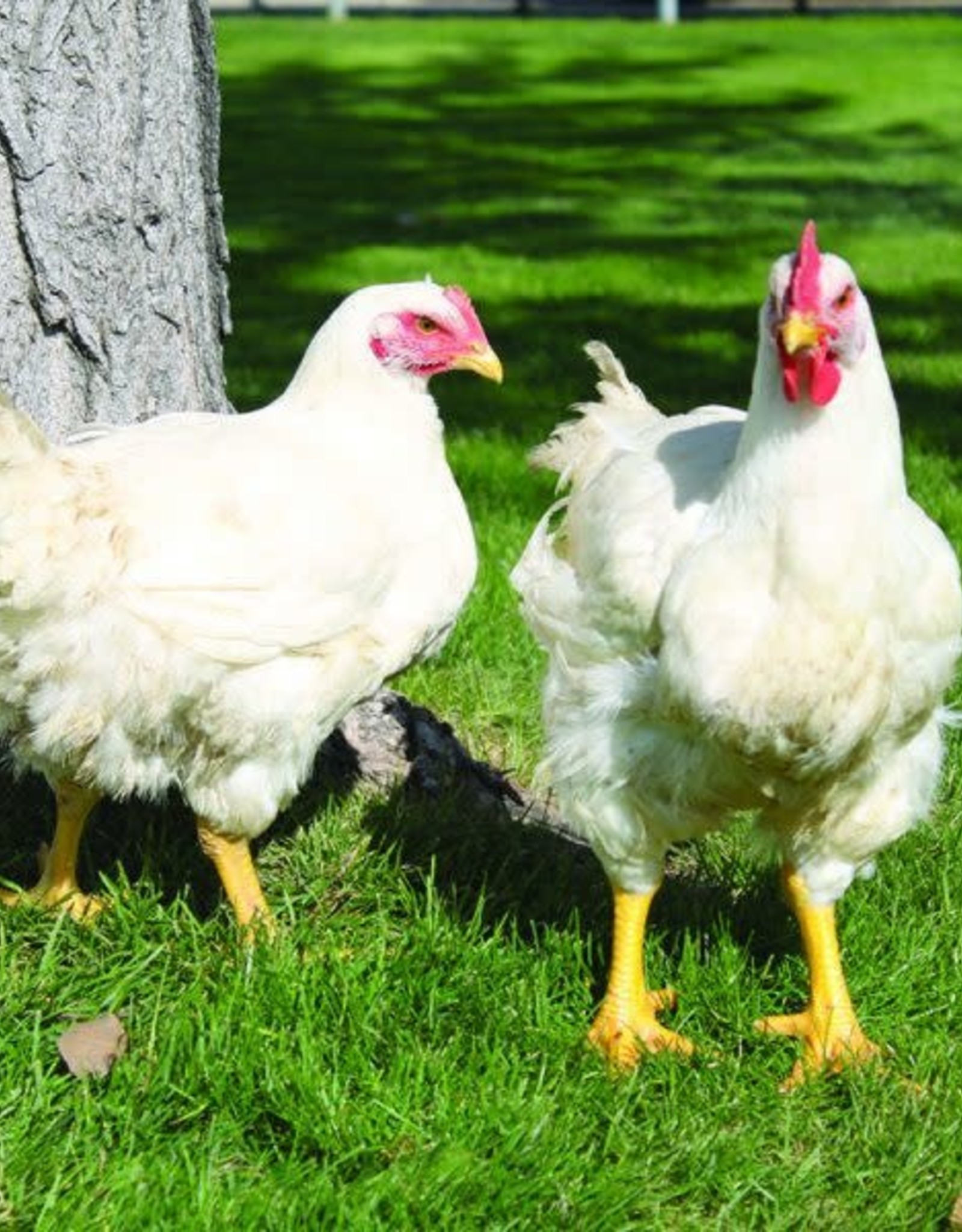 Dunlap Cornish Cross SR 5-15-26