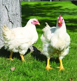 Dunlap Cornish Cross SR 5-15-26