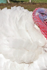 Dunlap White Turkey SR 3-20-25