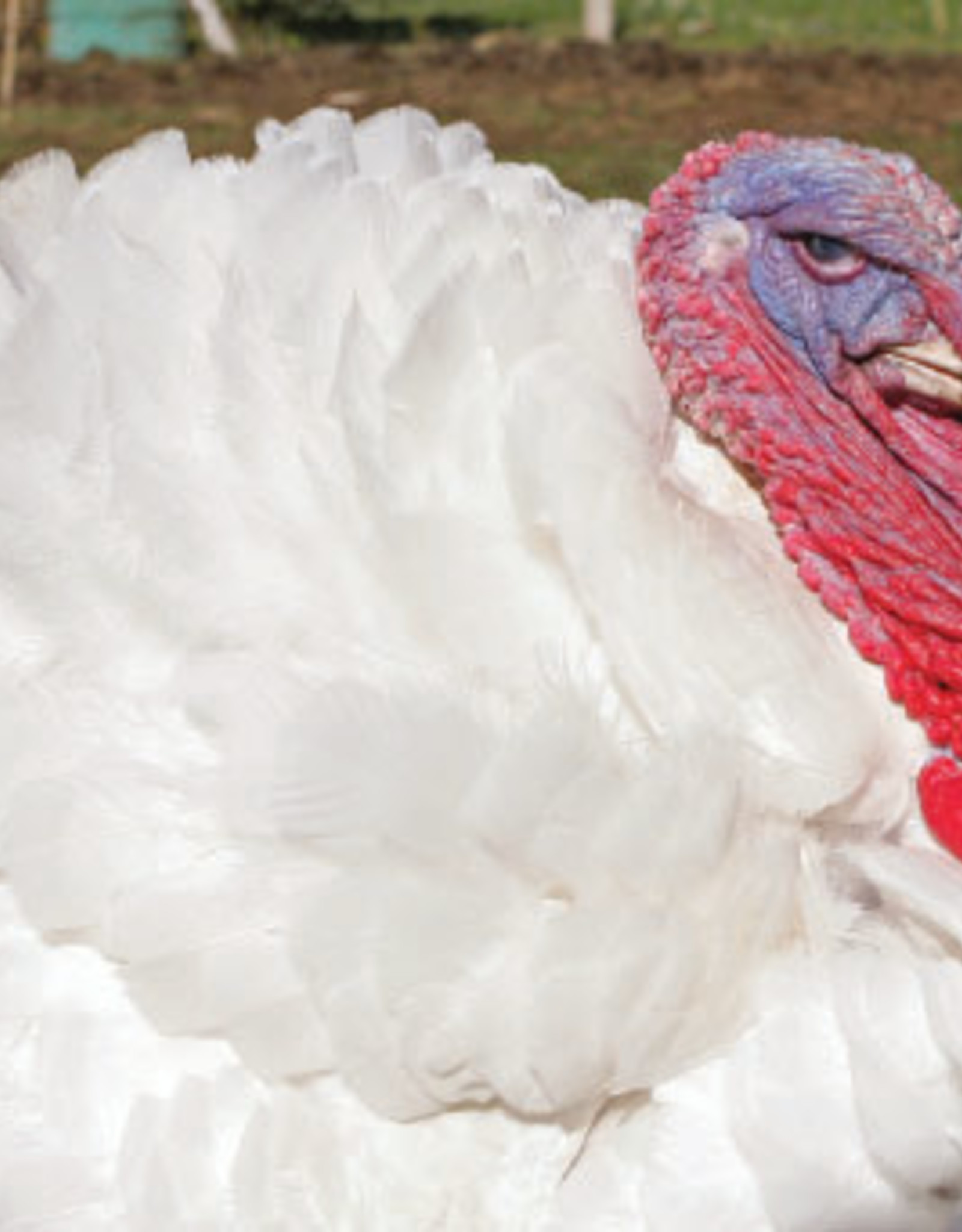 Dunlap White Turkey SR 3-20-25