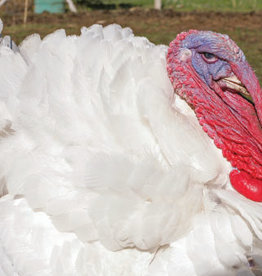 Dunlap White Turkey SR 3-20-25