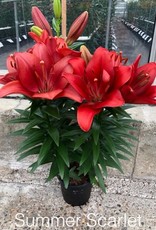 Zabo Lilium LA Hybrid Lily Summer Scarlet - Red #1 pot
