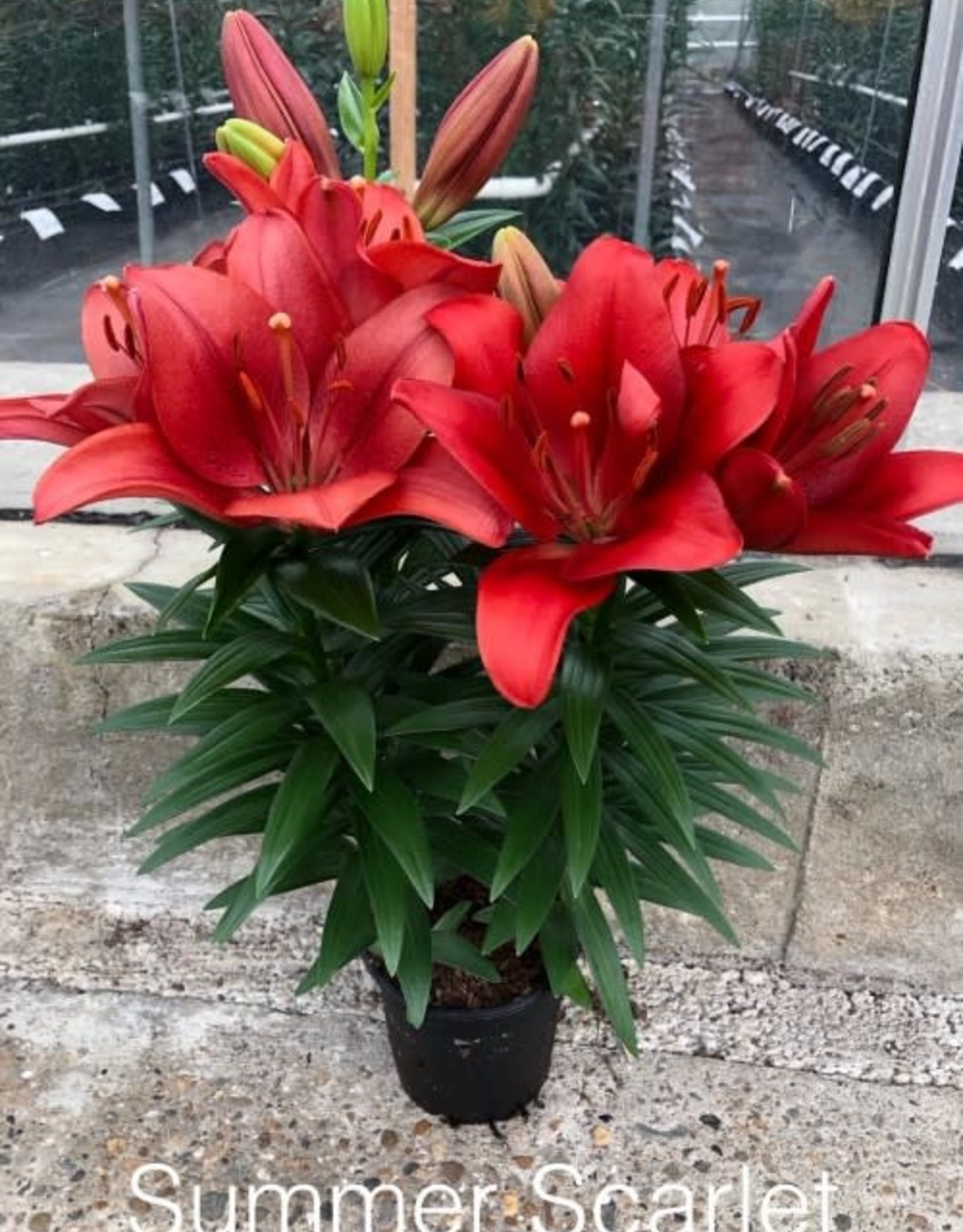 Zabo Lilium LA Hybrid Lily Summer Scarlet - Red #1 pot