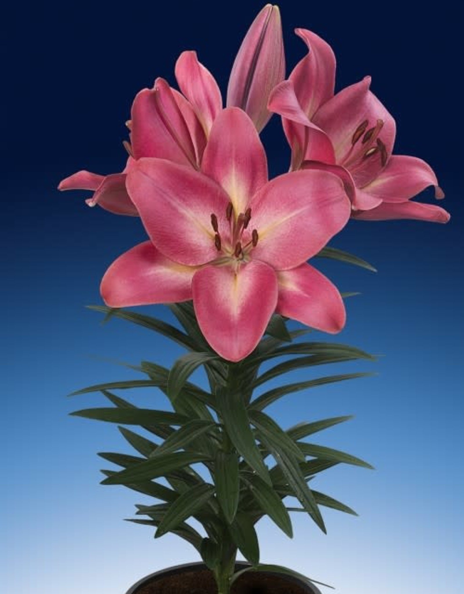 Zabo LA Hybrid Lily Summer Sky- Pink #1 pot