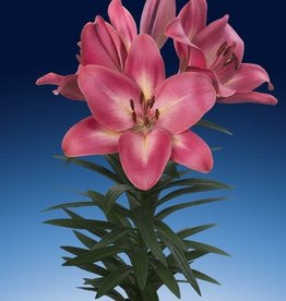 Zabo Lilium LA Hybrid Lily Summer Sky- Pink #1 pot