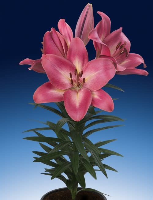 LA Hybrid Lily Summer Sky- Pink #1 pot - Wagon Wheel