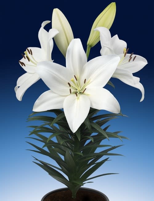 LA Hybrid Lily Summer Snow- White #1 pot - Wagon Wheel