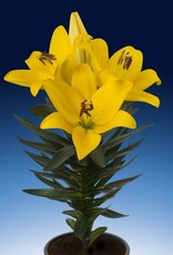 Zabo LA Hybrid Lily Summer Sun- Yellow #1 pot