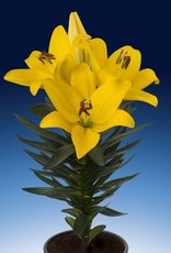Zabo Lilium LA Hybrid Lily Summer Sun- Yellow #1 pot