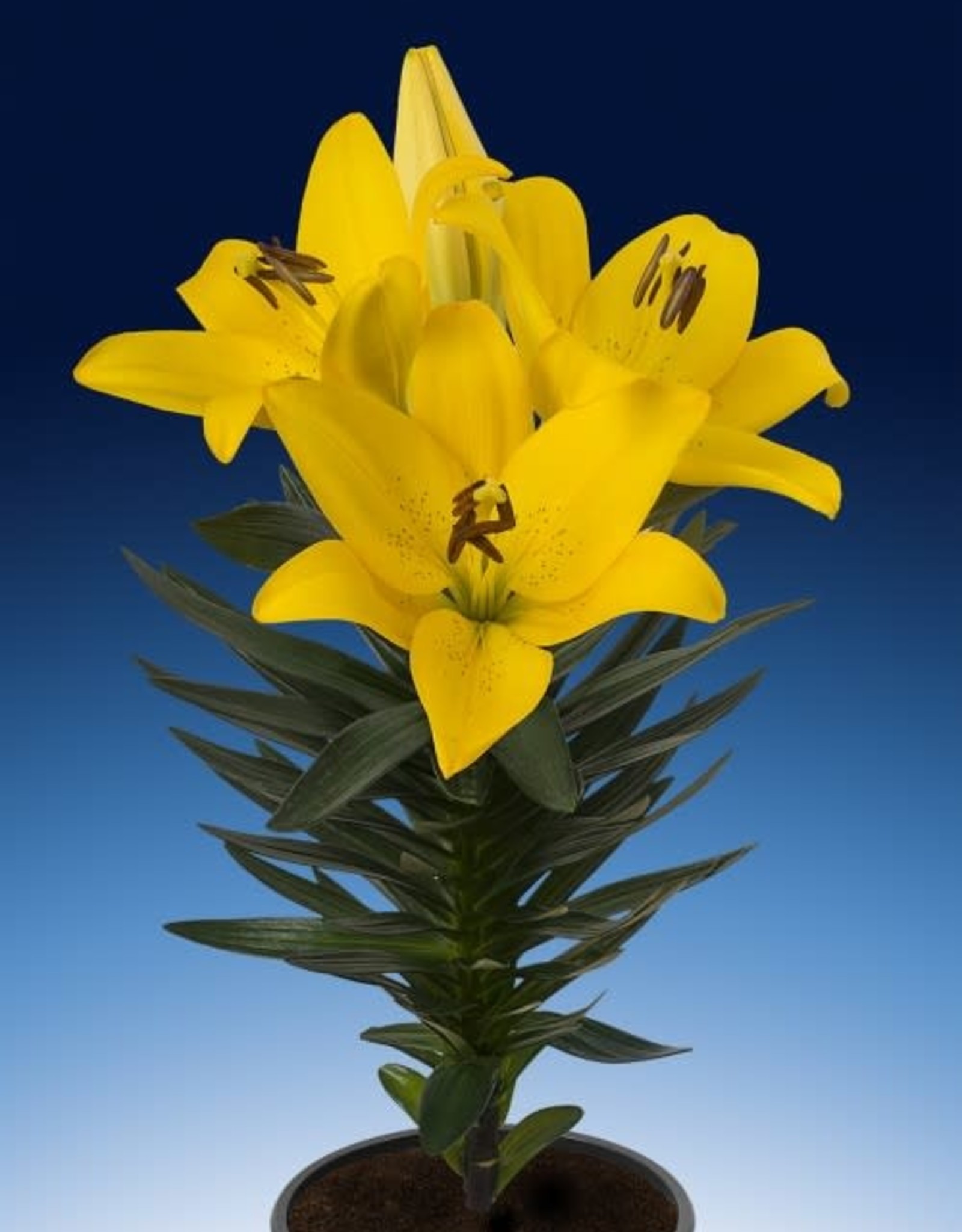 Zabo Lilium LA Hybrid Lily Summer Sun- Yellow #1 pot
