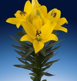 Zabo Lilium LA Hybrid Lily Summer Sun- Yellow #1 pot