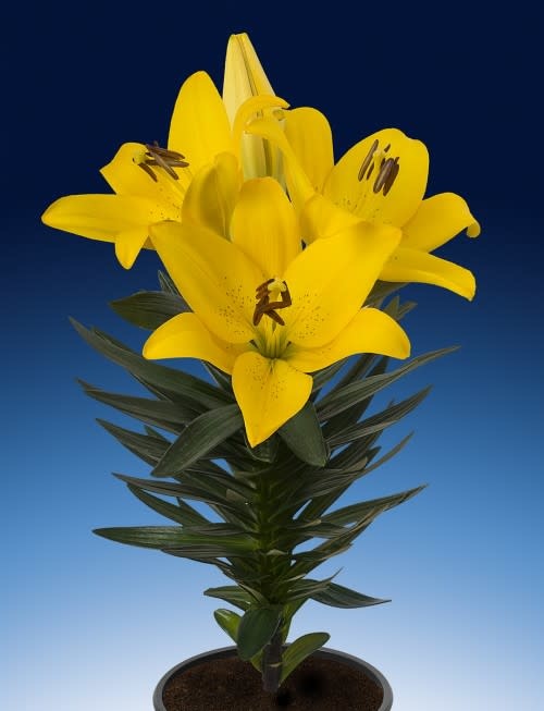 LA Hybrid Lily Summer Sun- Yellow #1 pot - Wagon Wheel
