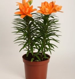 Zabo Lilium Asiatic Pot Lily TINY DOUBLE YOU- Orange #1 pot