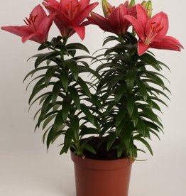 Zabo Lilium Asiatic Pot Lily TINY PEARL Pink #1 pot