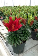 Zabo Lilium Asiatic Pot Lily TINY ROCKET Red #1 pot
