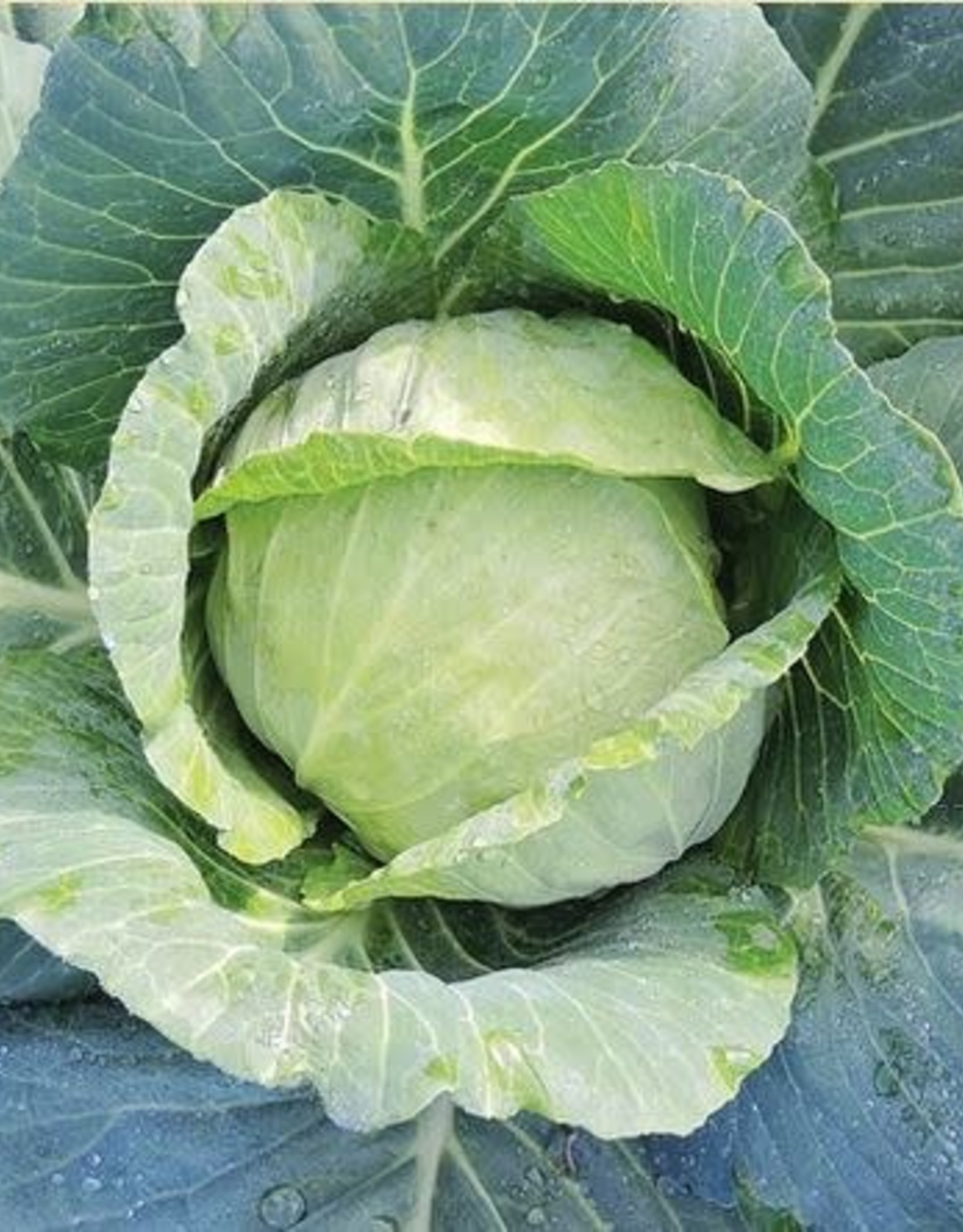 Territorial Seed Company CABBAGE CHARMANT 1/2 gram